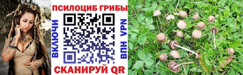 Купить  Павловск  Галлюциногенные грибы Cubensis 